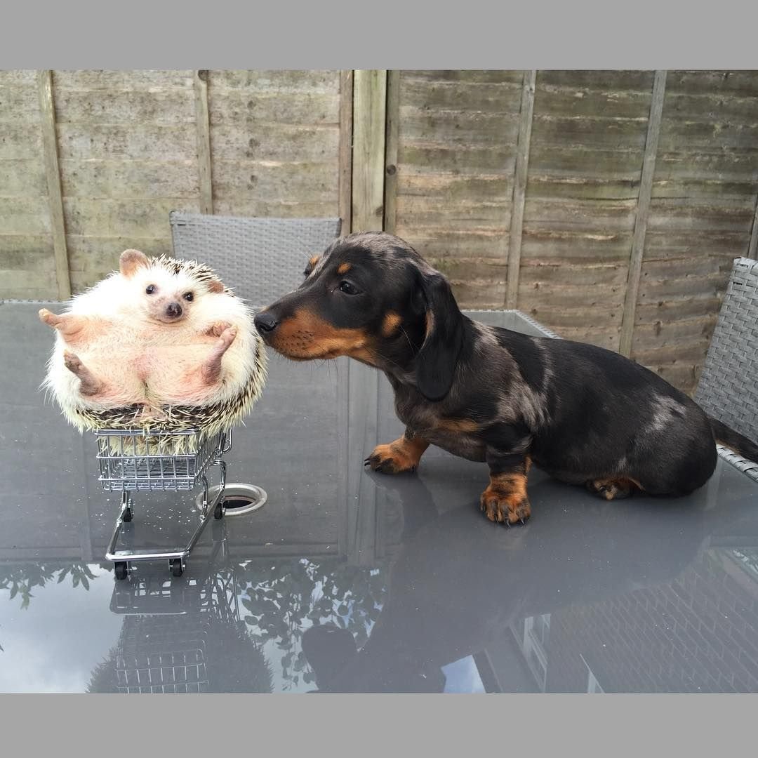 Такса и Ежик