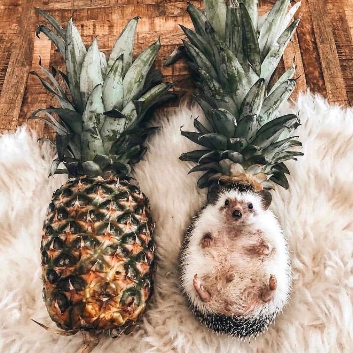 Ежик с увеличительным стеклом