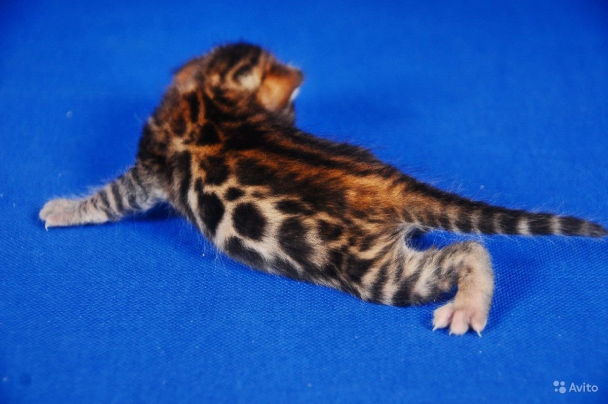 Бенгальский котенок Клайд