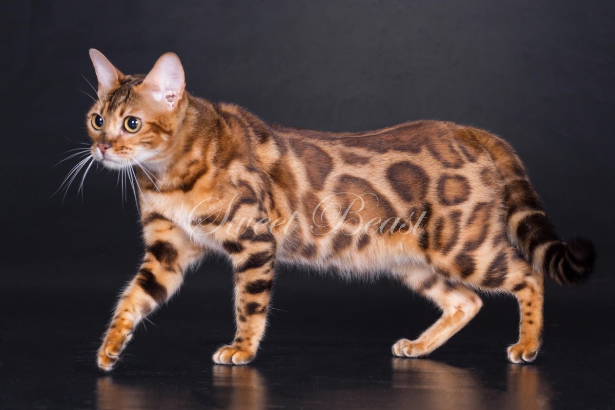 Бенгал окрас n24