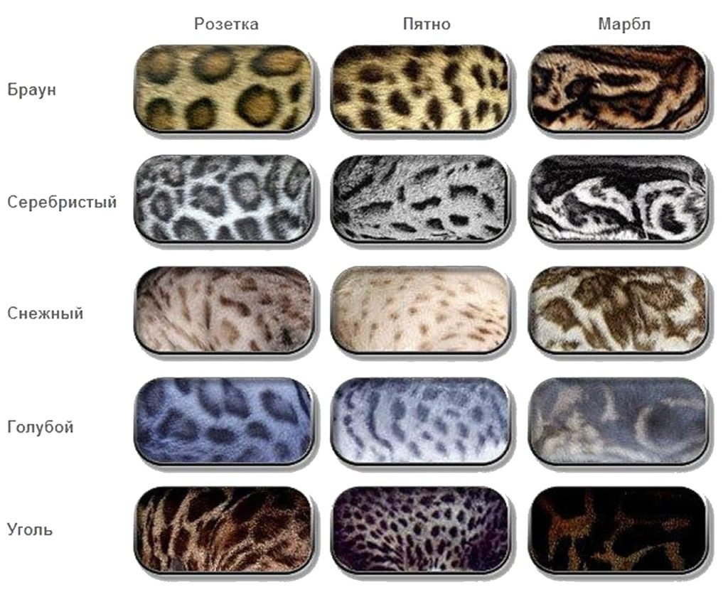 Окрасы бенгалов