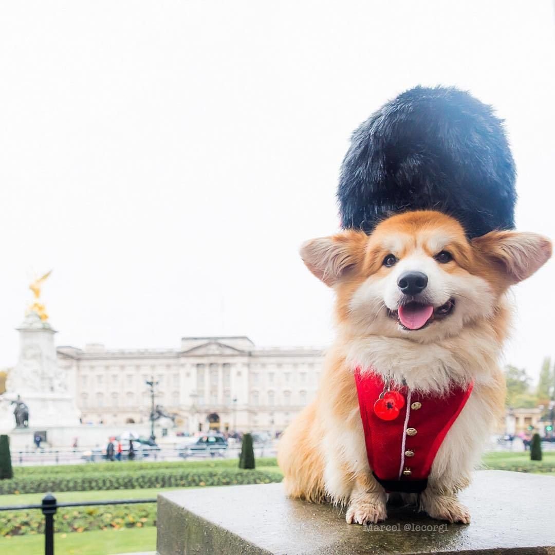 Королевские корги в Англии