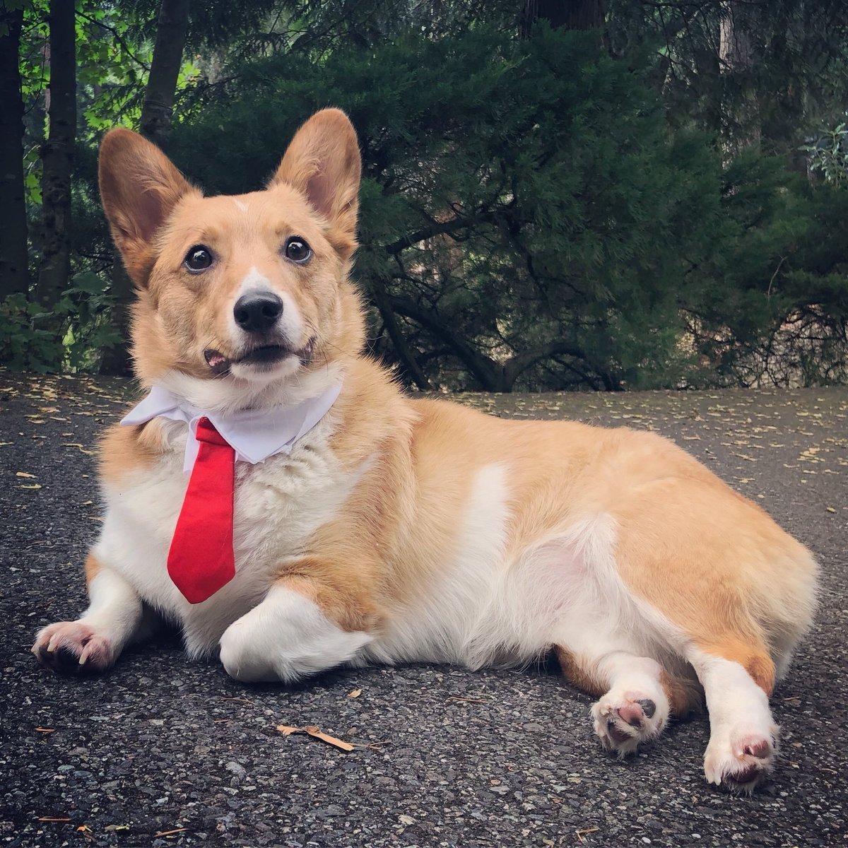 Корги дорги королевы