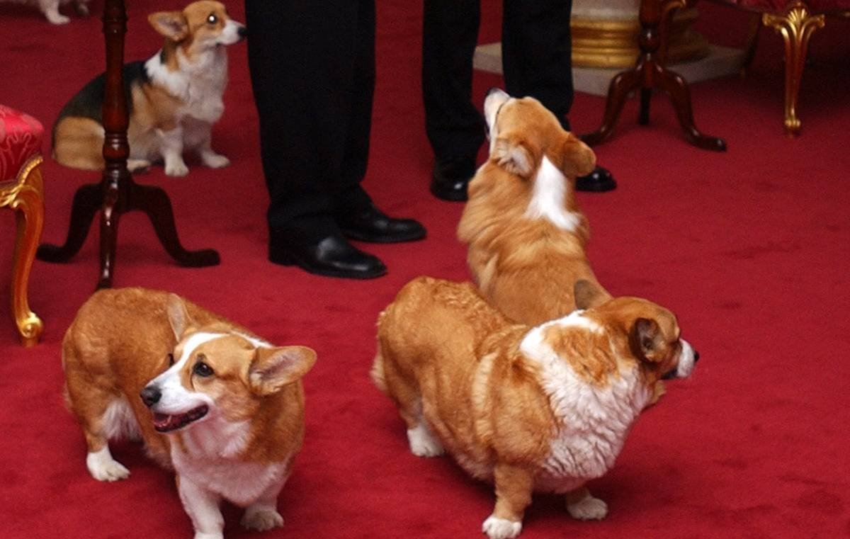 Вельш корги Елизаветы 2