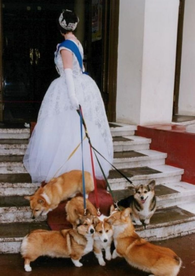 Королевские корги Елизаветы 2