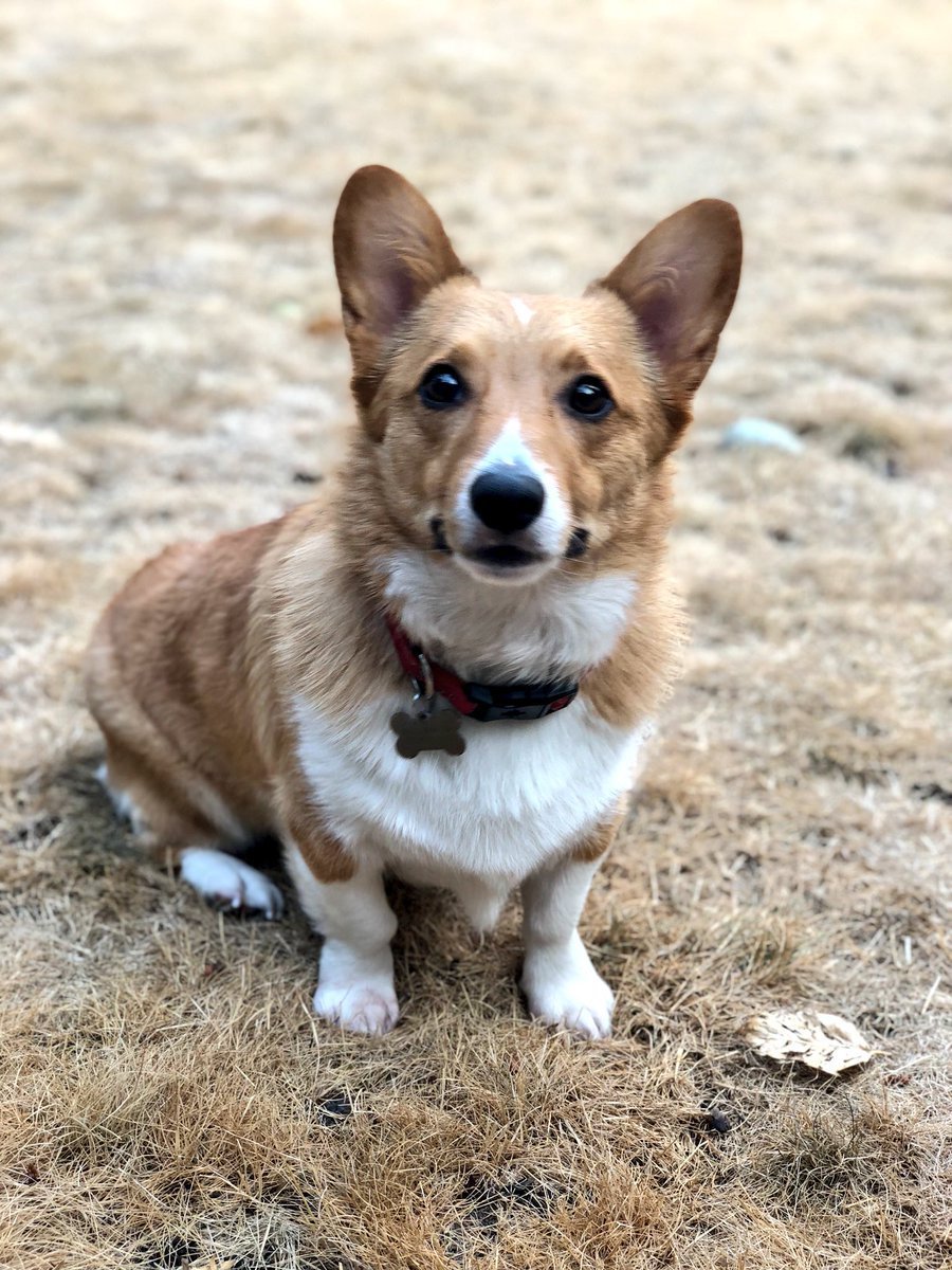 Вельш корги терьер гладкошерстный