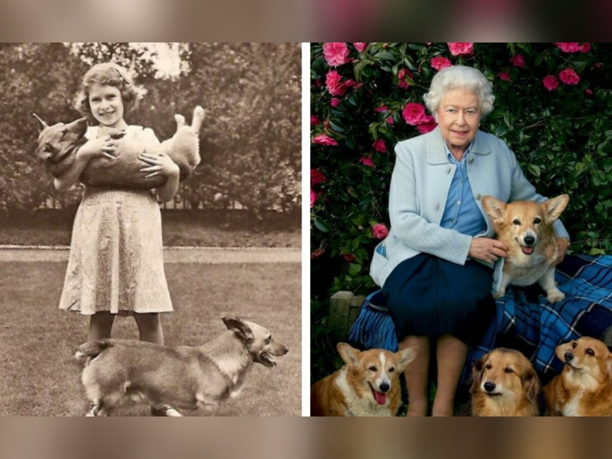 Корги королевы Елизаветы 2