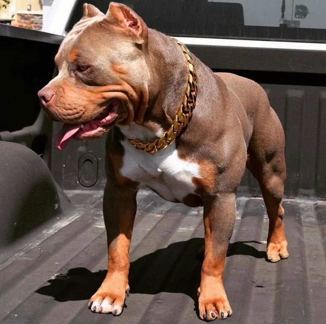 Булли, стафф, питбуль