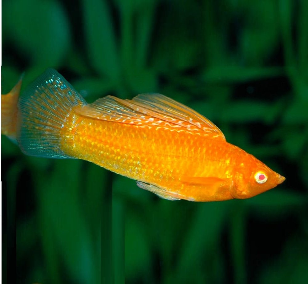 Велифера рыбка