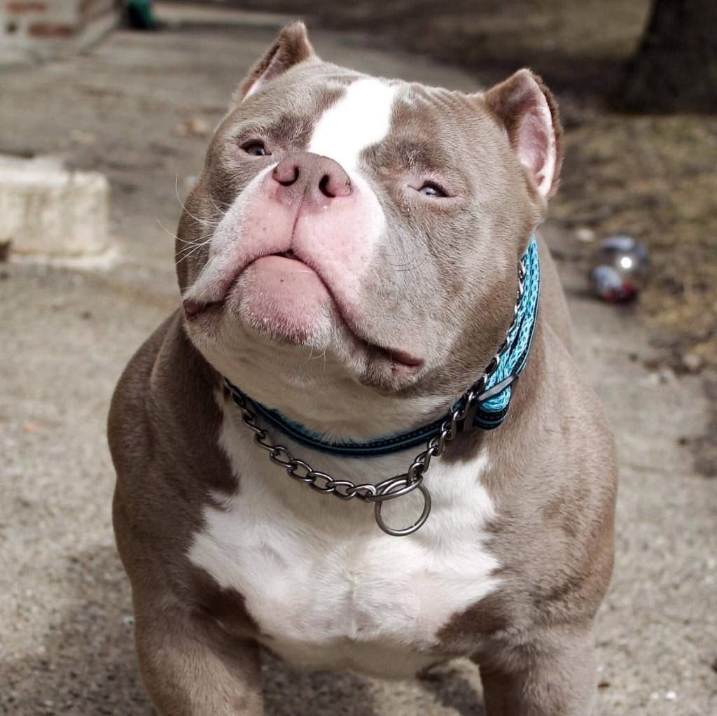 Албанский стаффордширский терьер