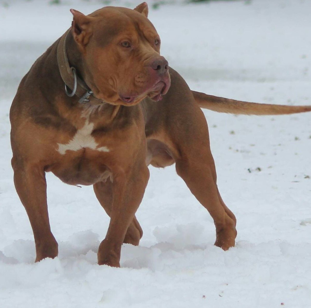 Американский питбультерьер метисы