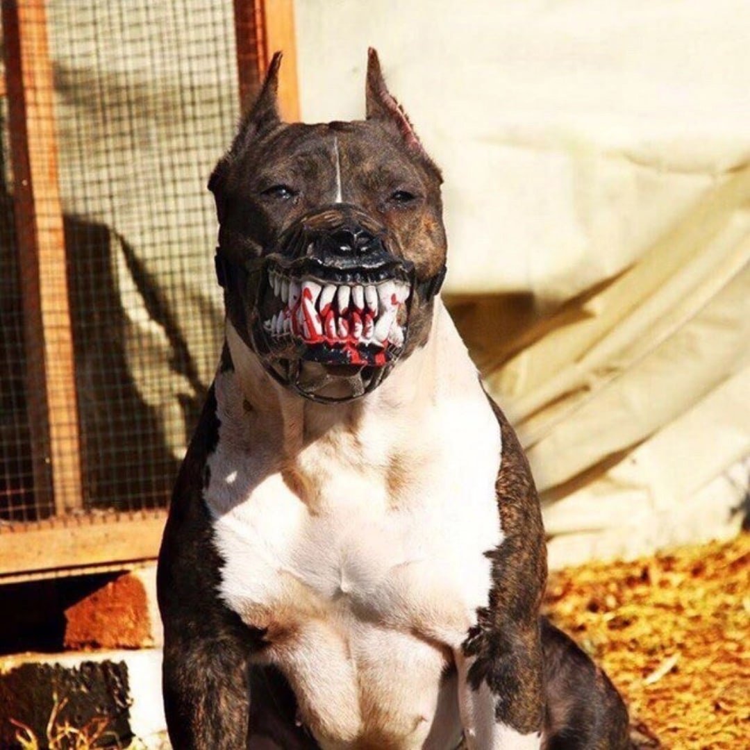 Самые большие и злые собаки