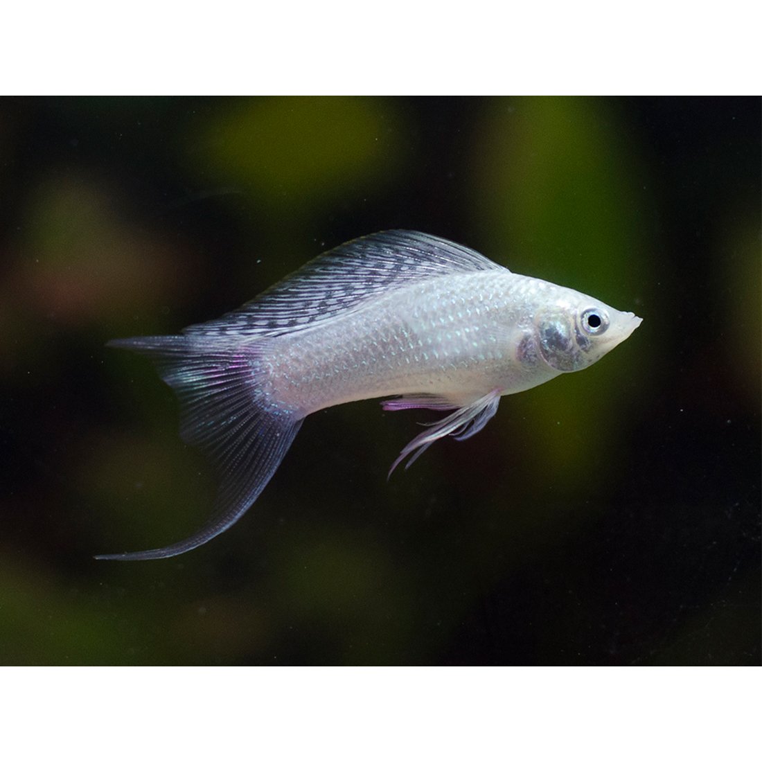 Аквариумная рыбка Моллинезия черная