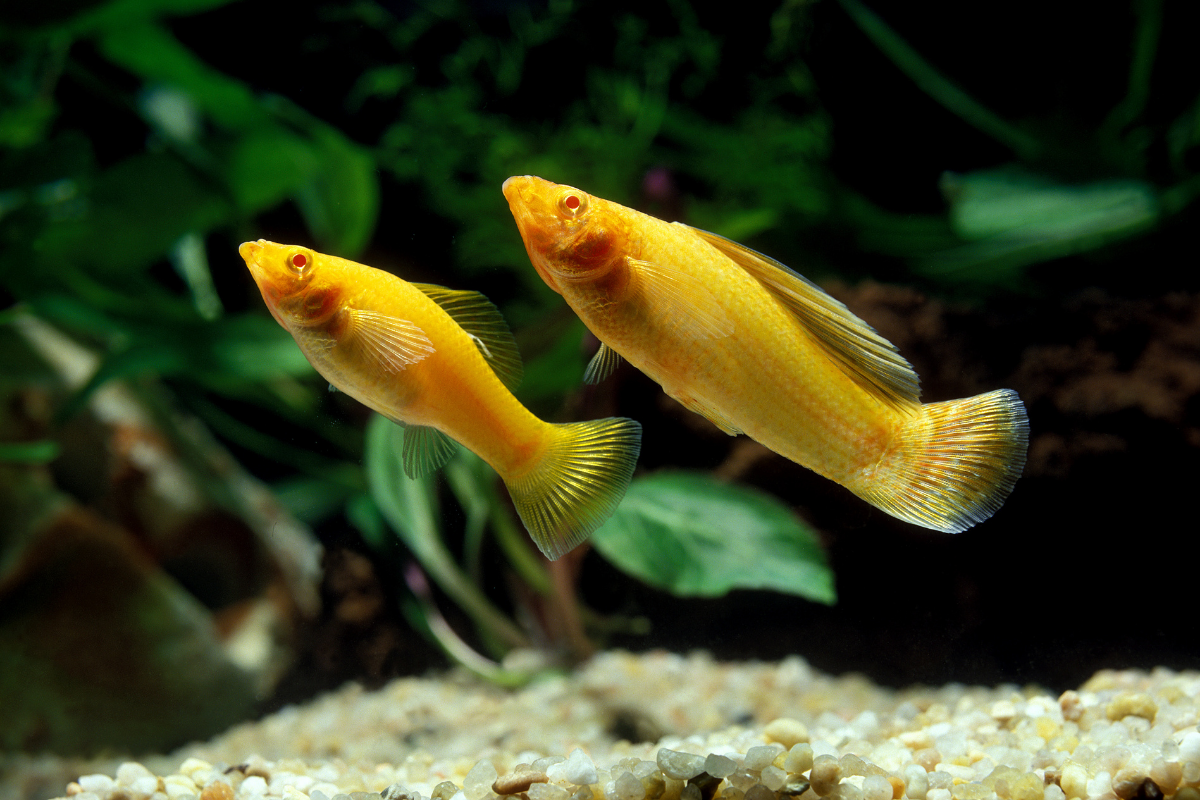 Велифера красный леопард