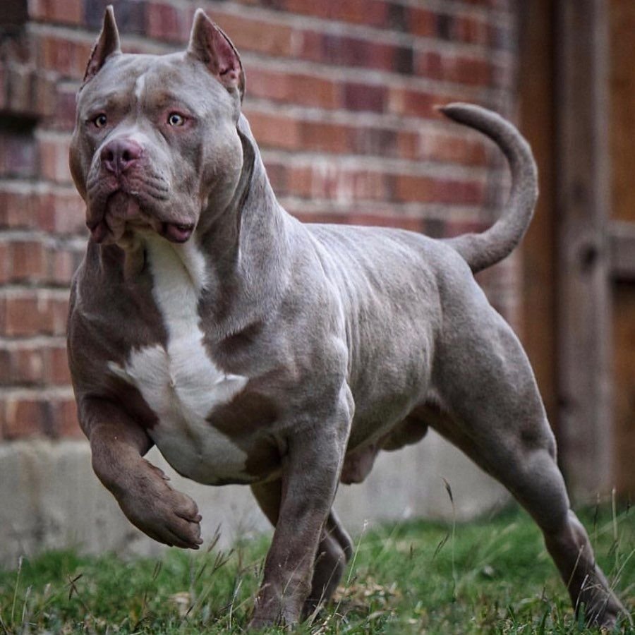 Питбуль Доберман и бультерьер