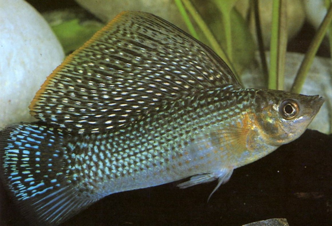 Моллинезия Велифера