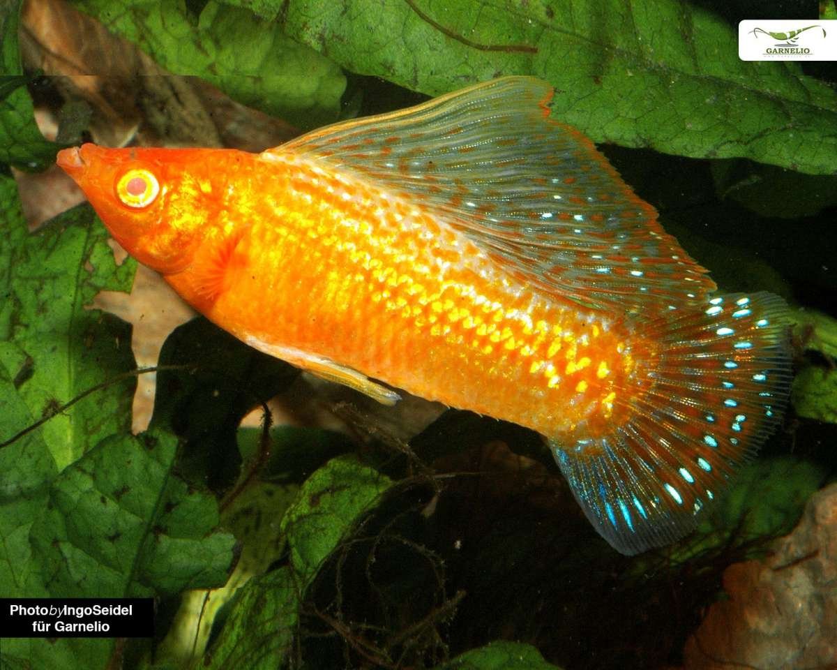 Велифера белая рыбка аквариумная