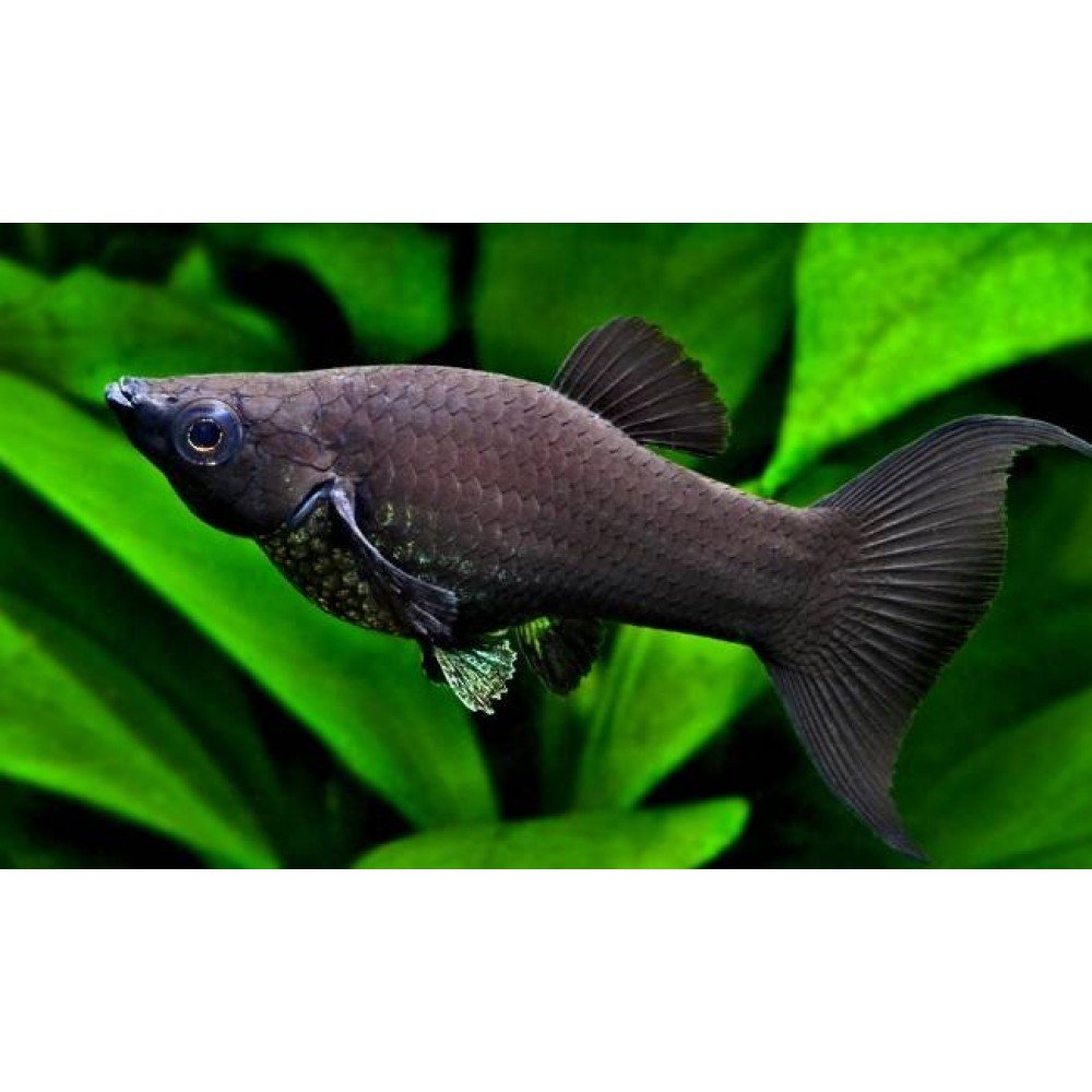 Моллинезия аквариумная черная