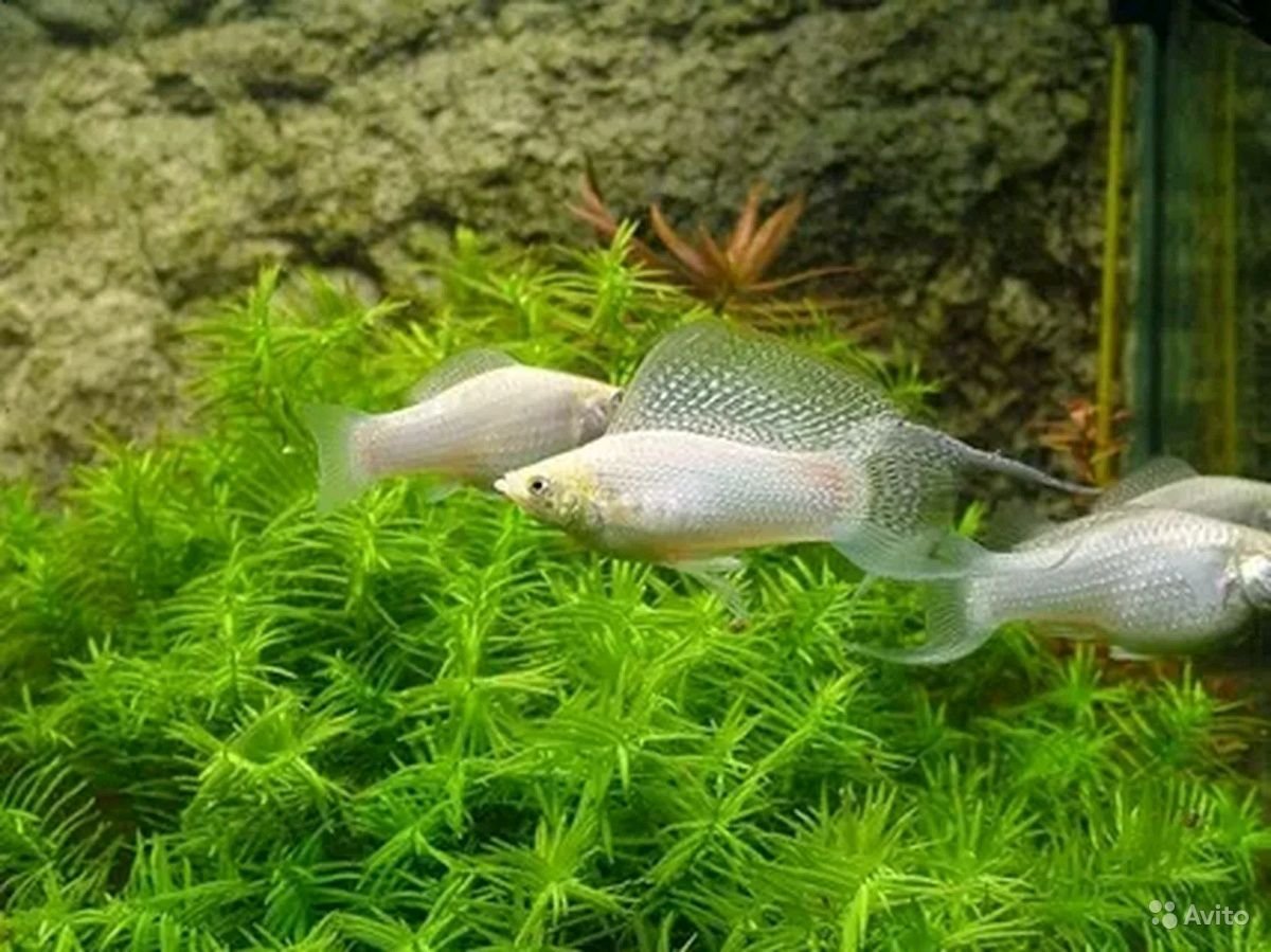 Моллинезия парусная Велифера