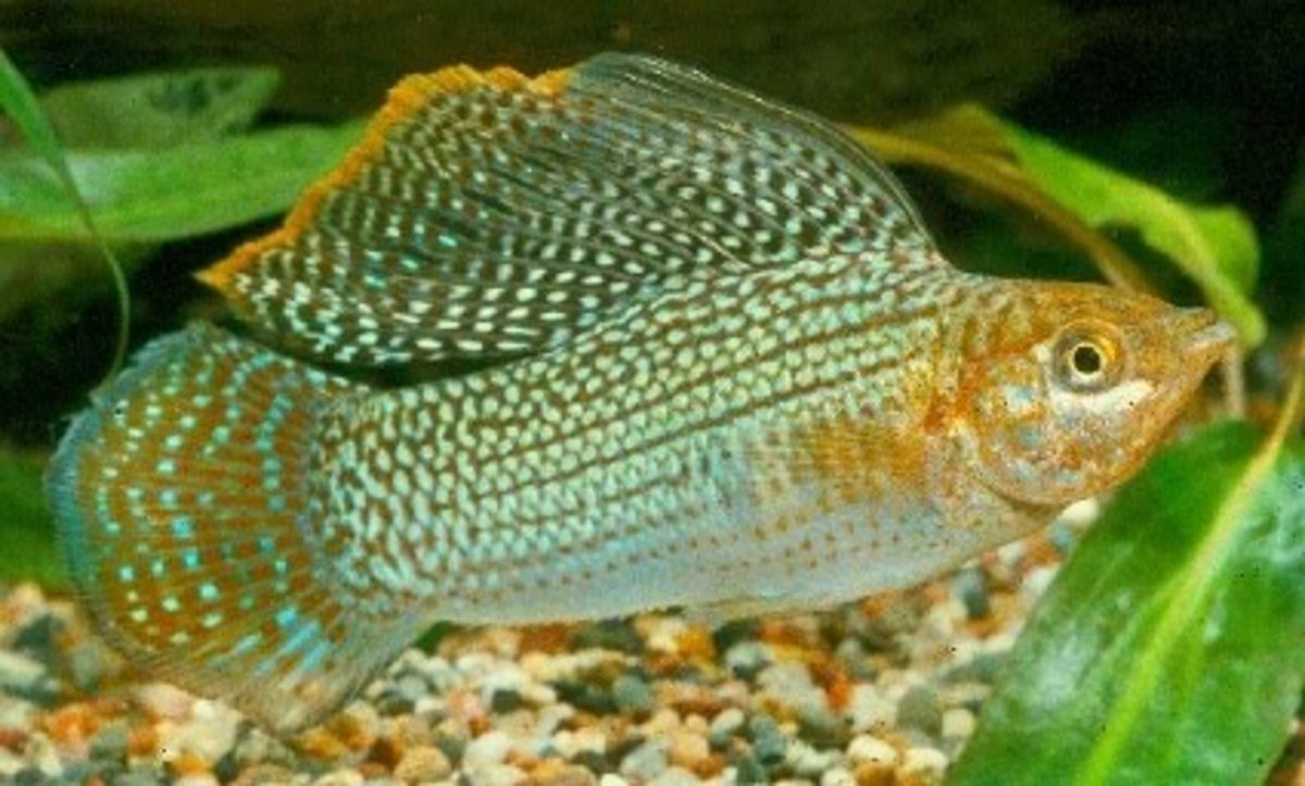 Велифера рыбка аквариумная