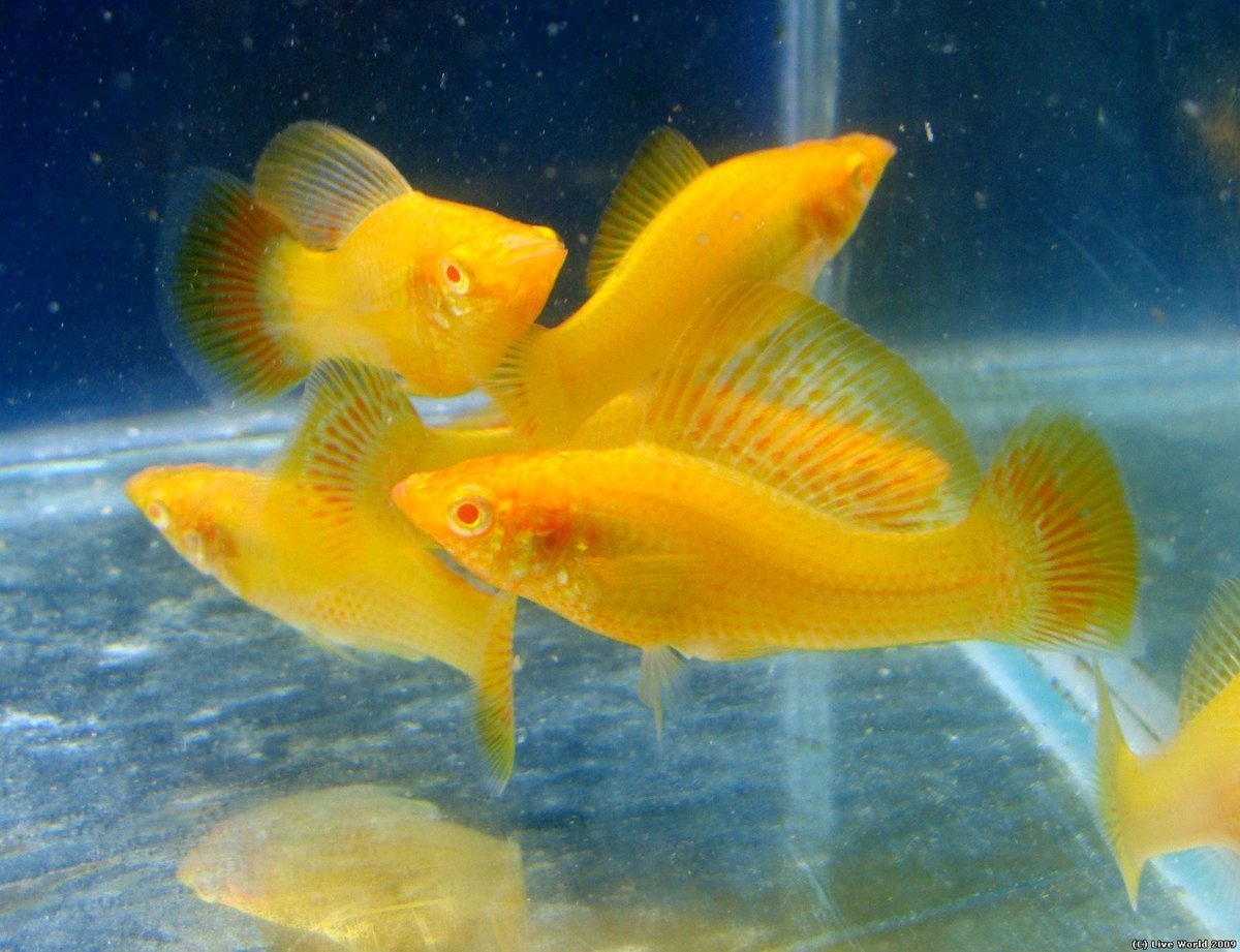 Велифера морская