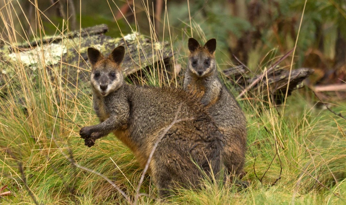 Мохнатый кенгуру