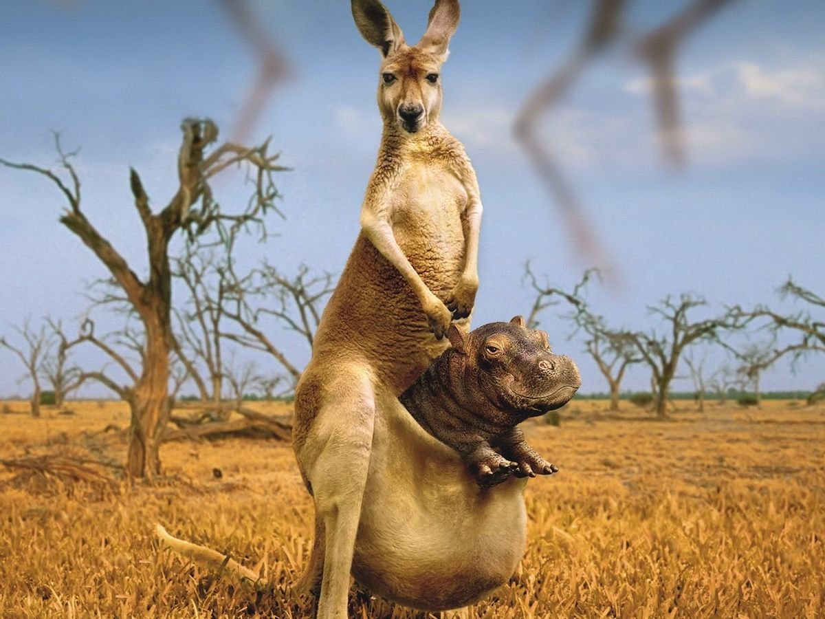 Кенгуру Джози