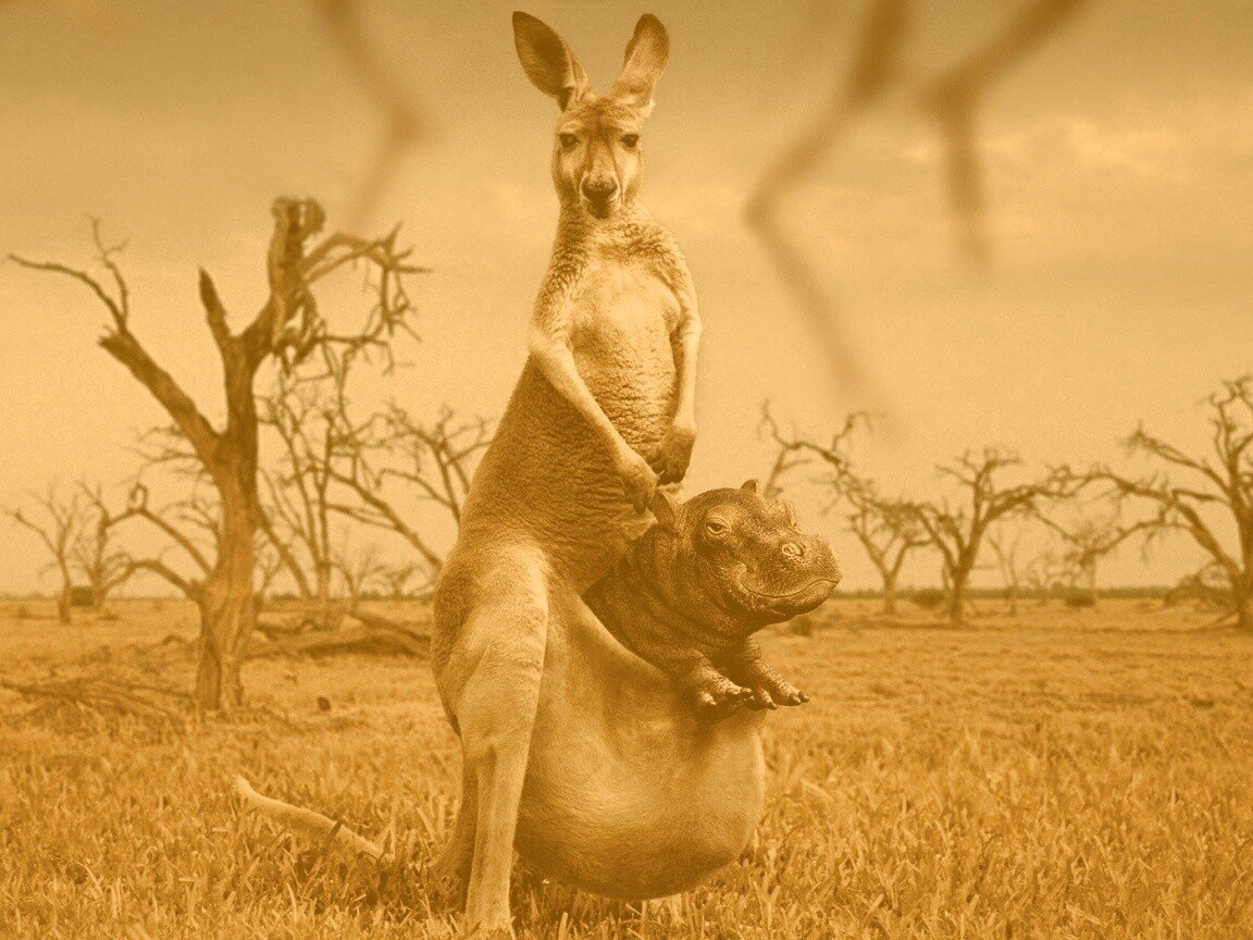 Кенгуренок Вася