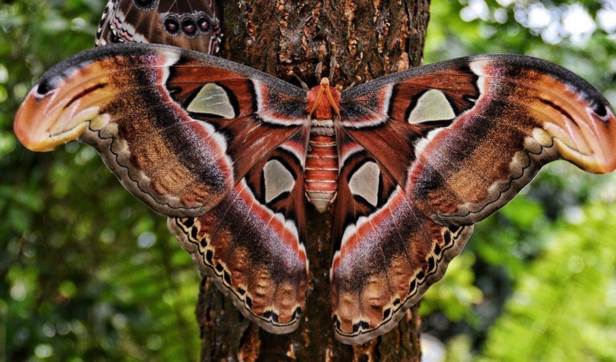 Бабочка Павлиноглазка Мимикрия