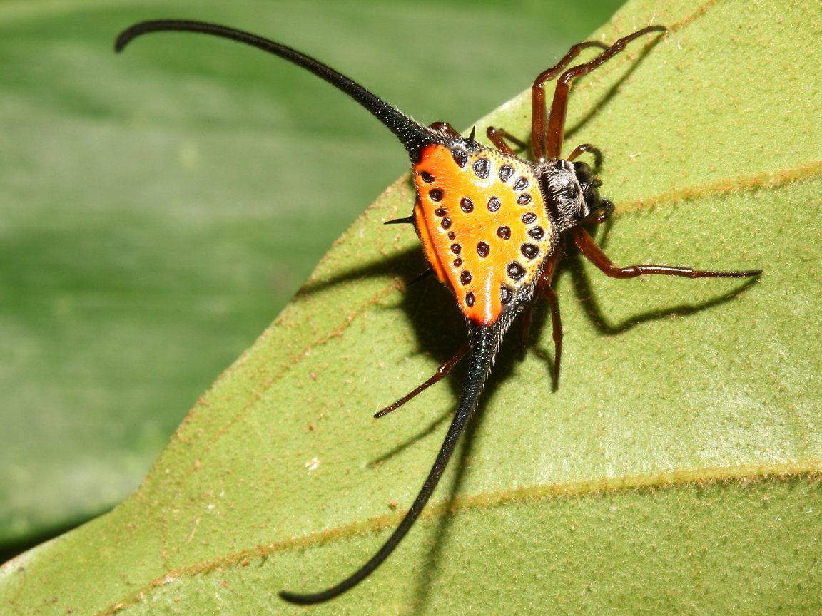 Рогатый паук Gasteracantha arcuata