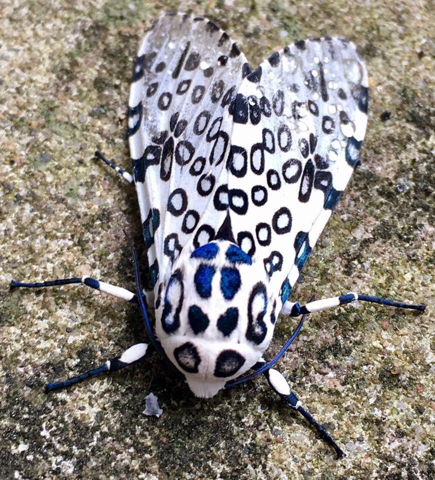 Giant Leopard Moth