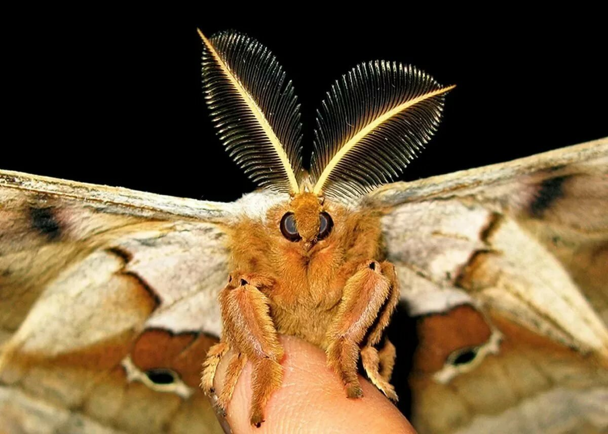 Моль платяная шелкопряд