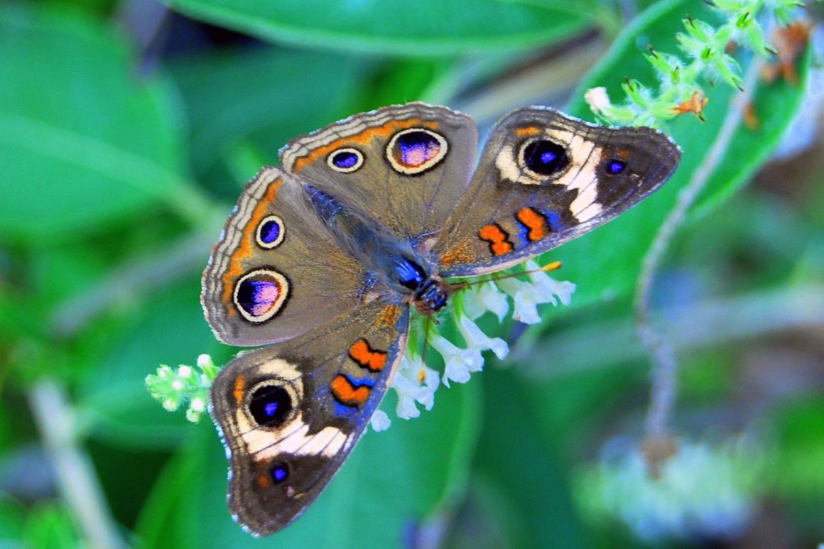 Ночной павлиний глаз