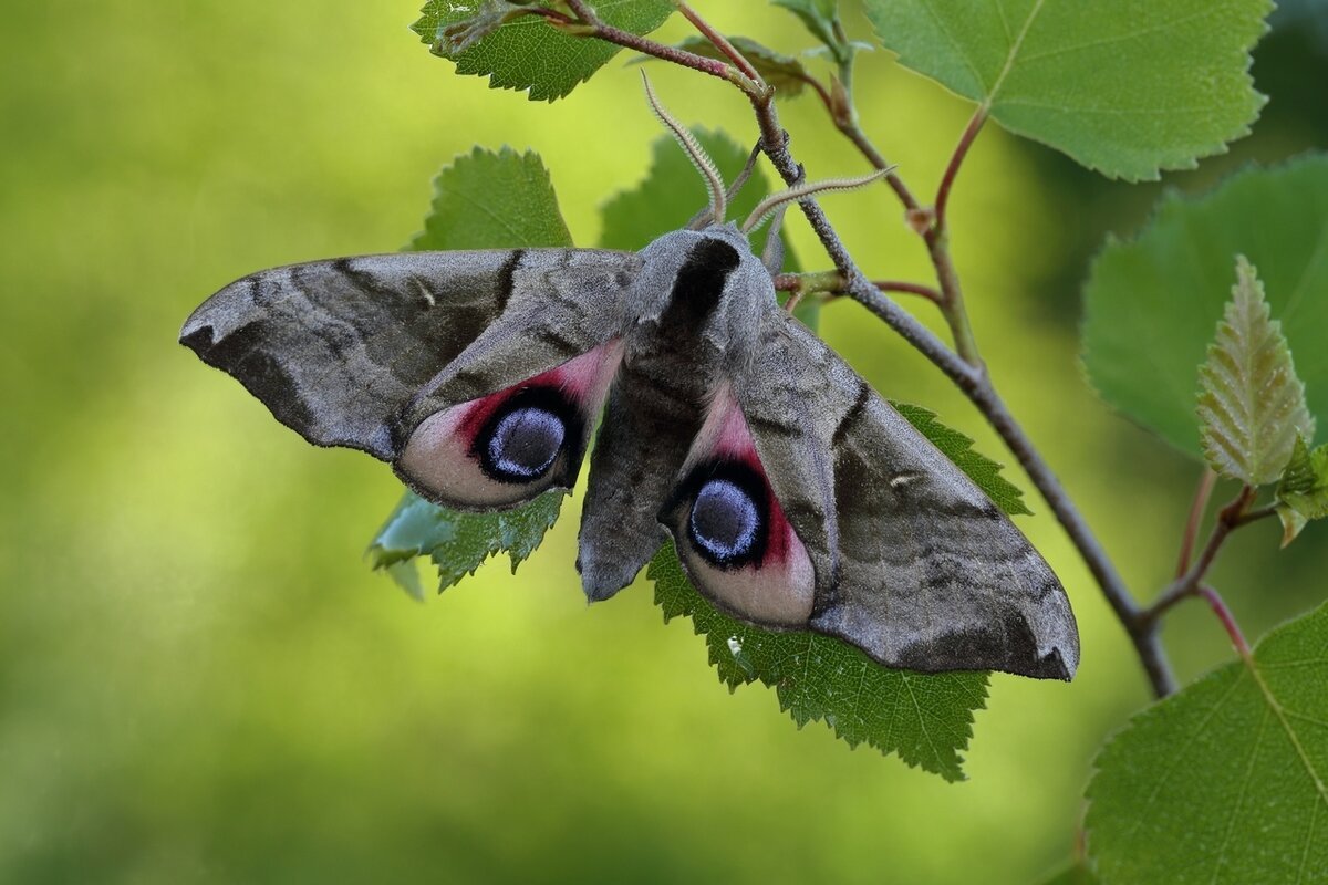 Бражник глазчатый