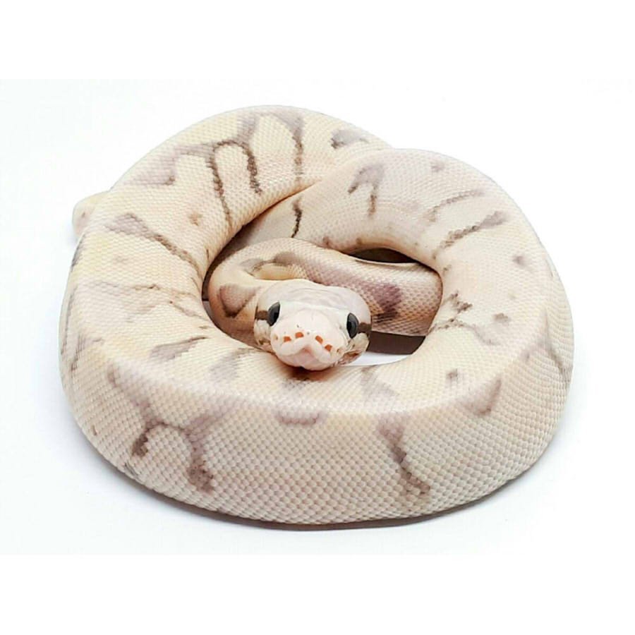 Королевский питон Regius