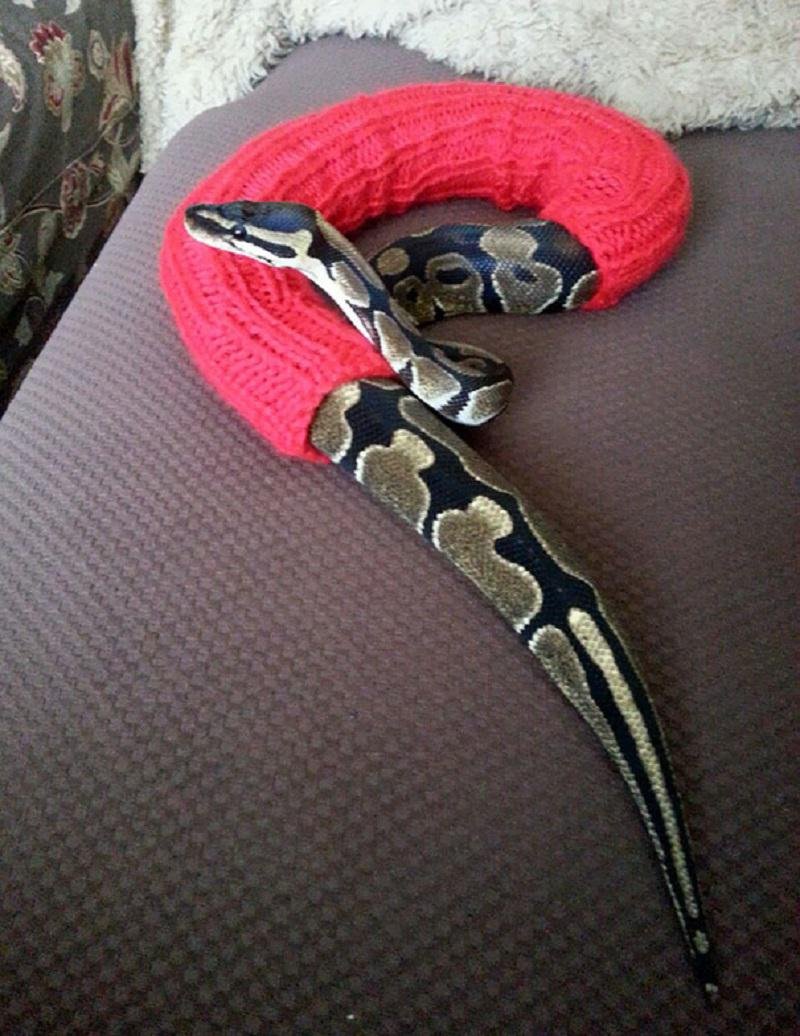 Змея в свитере