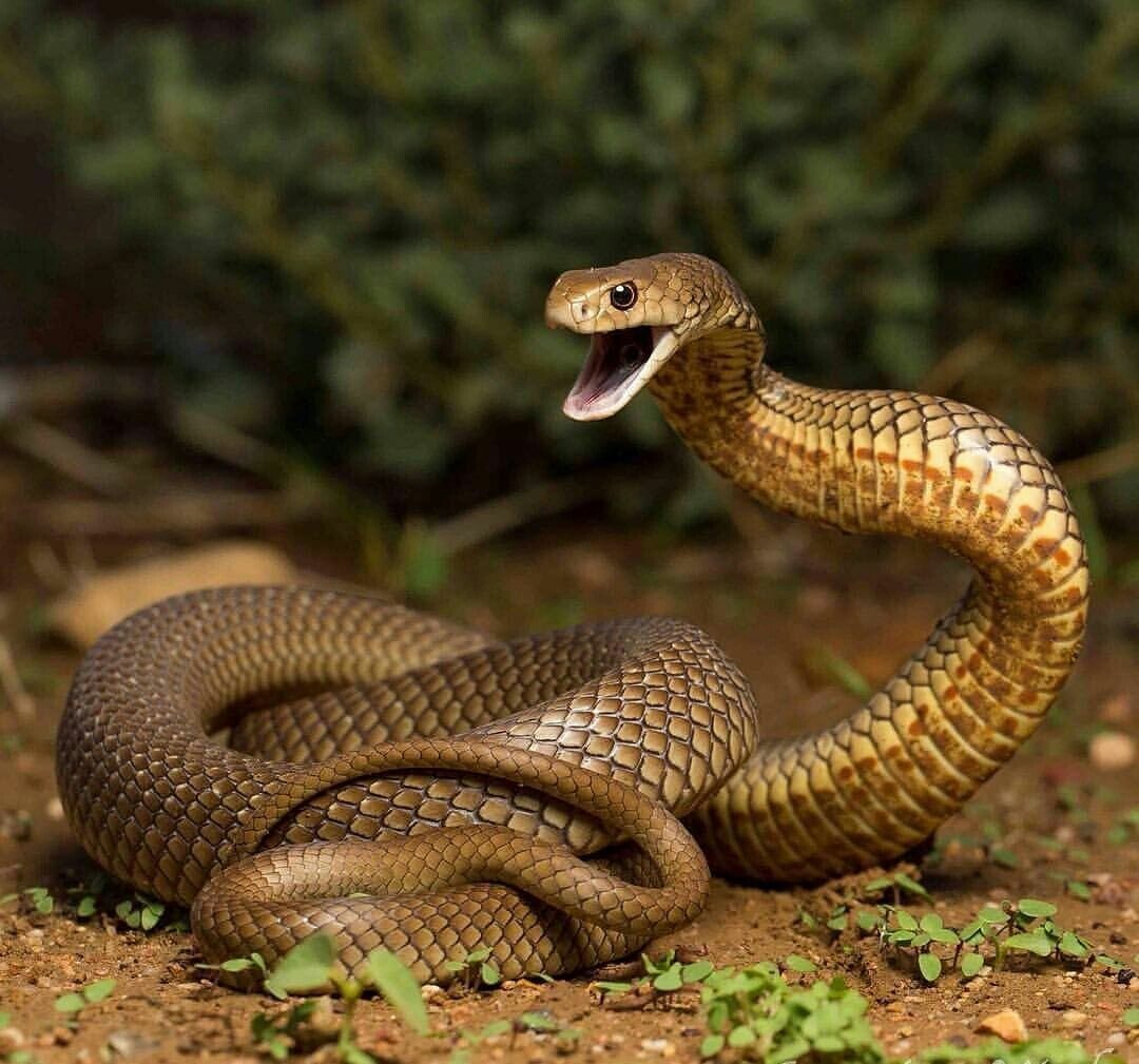 Восточная коричневая змея