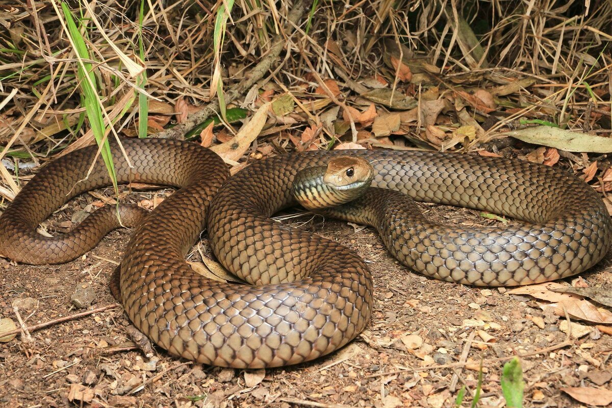 Документальный фильм про змей для детей