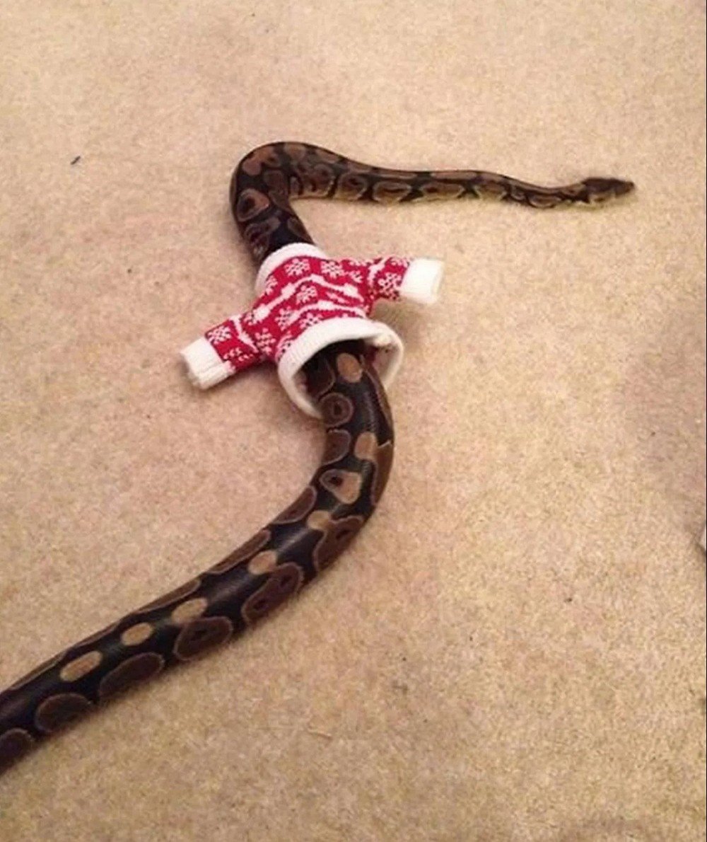 Змея в свитере