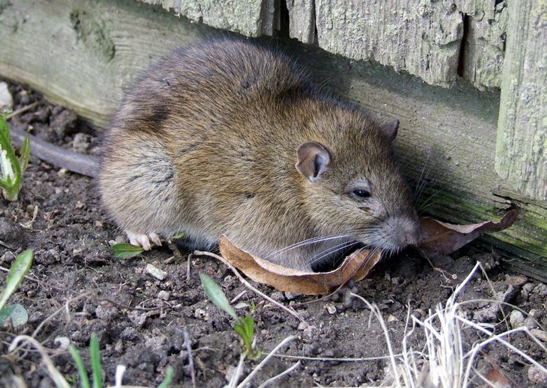 Амбарная крыша