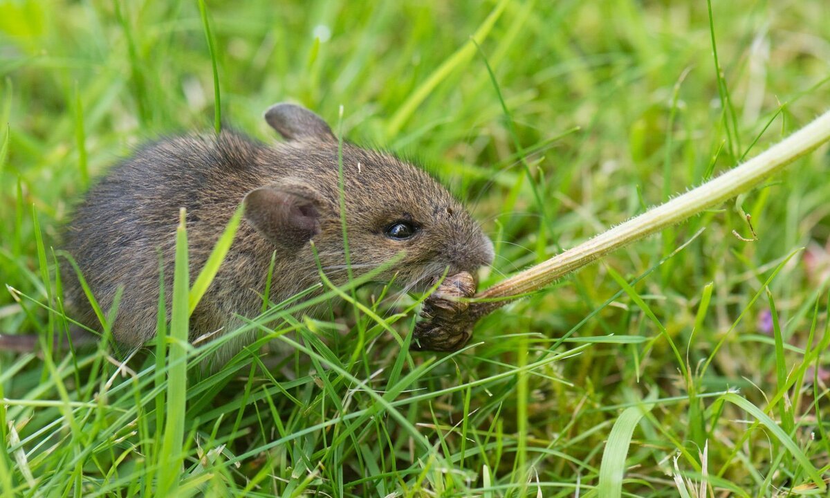 Мышь Лесная полевка