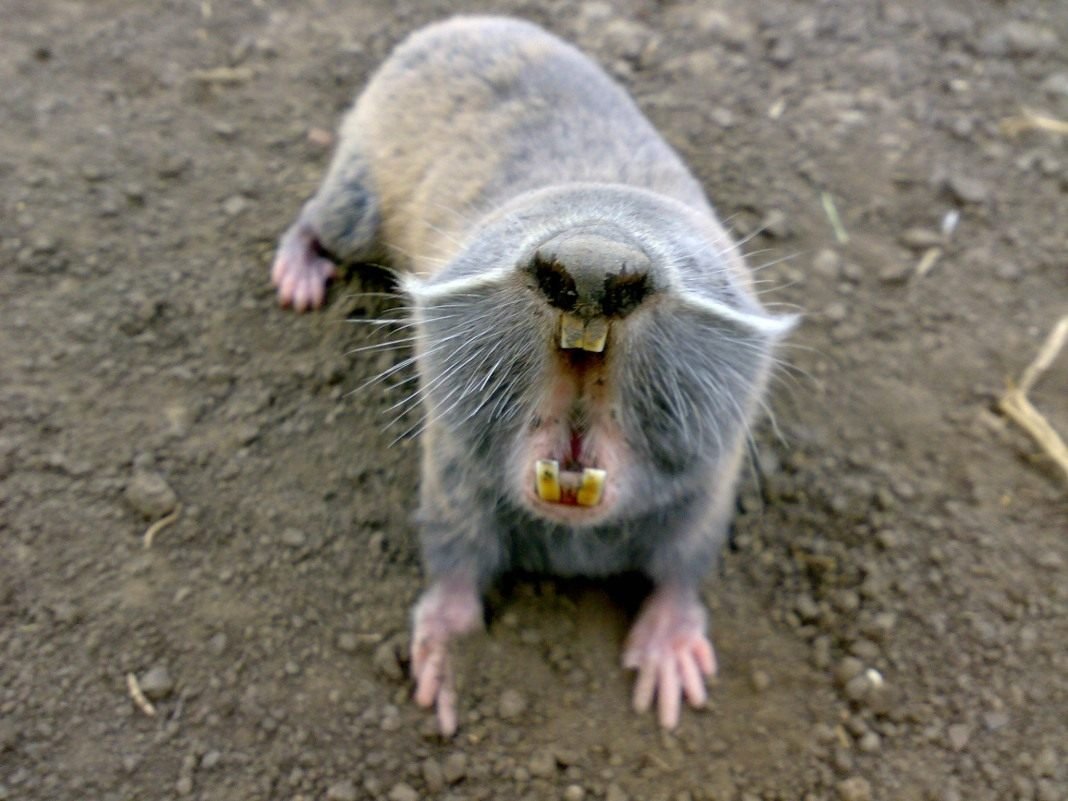 Белозубый слепыш