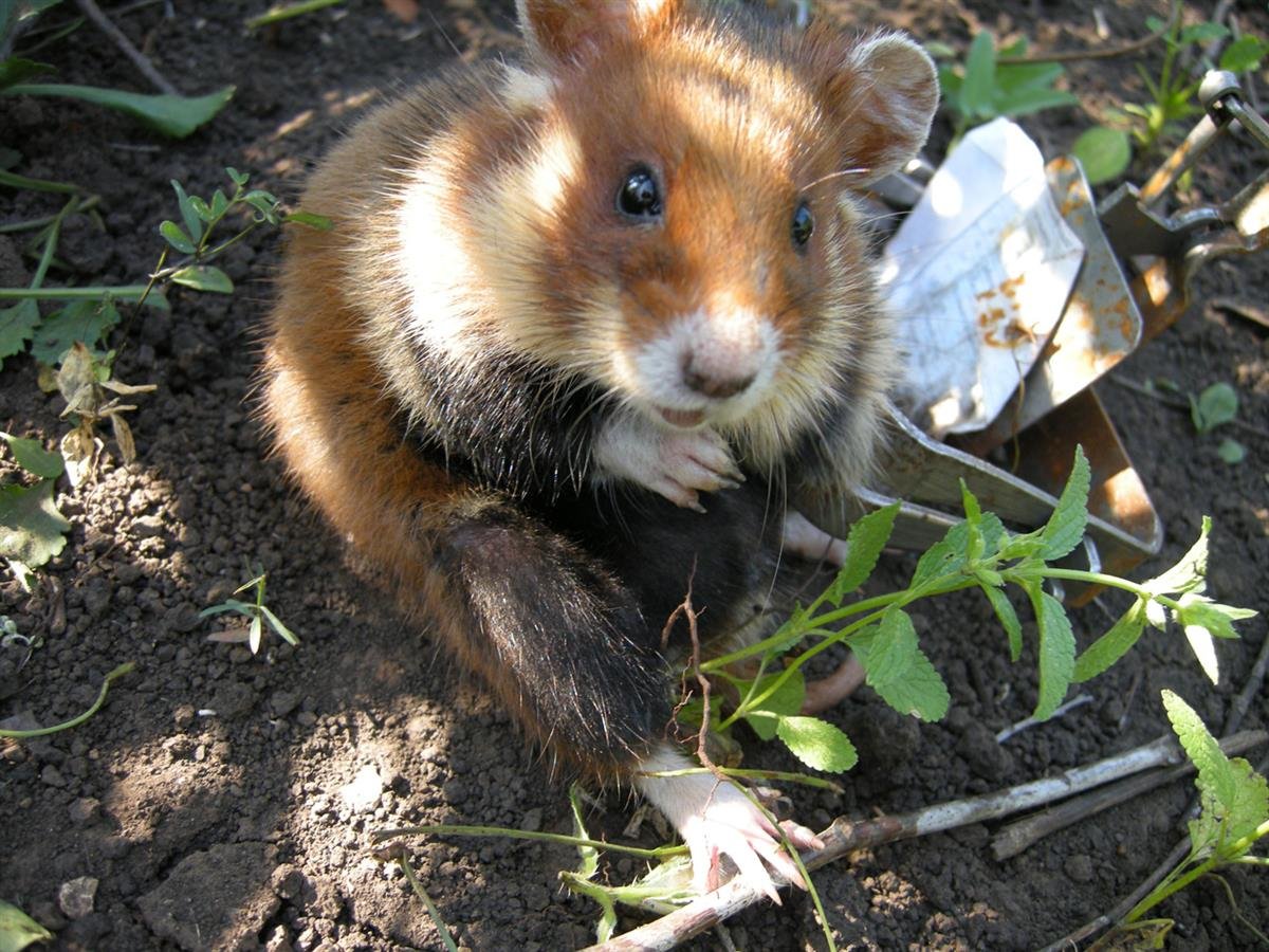Степной хомяк карбыш
