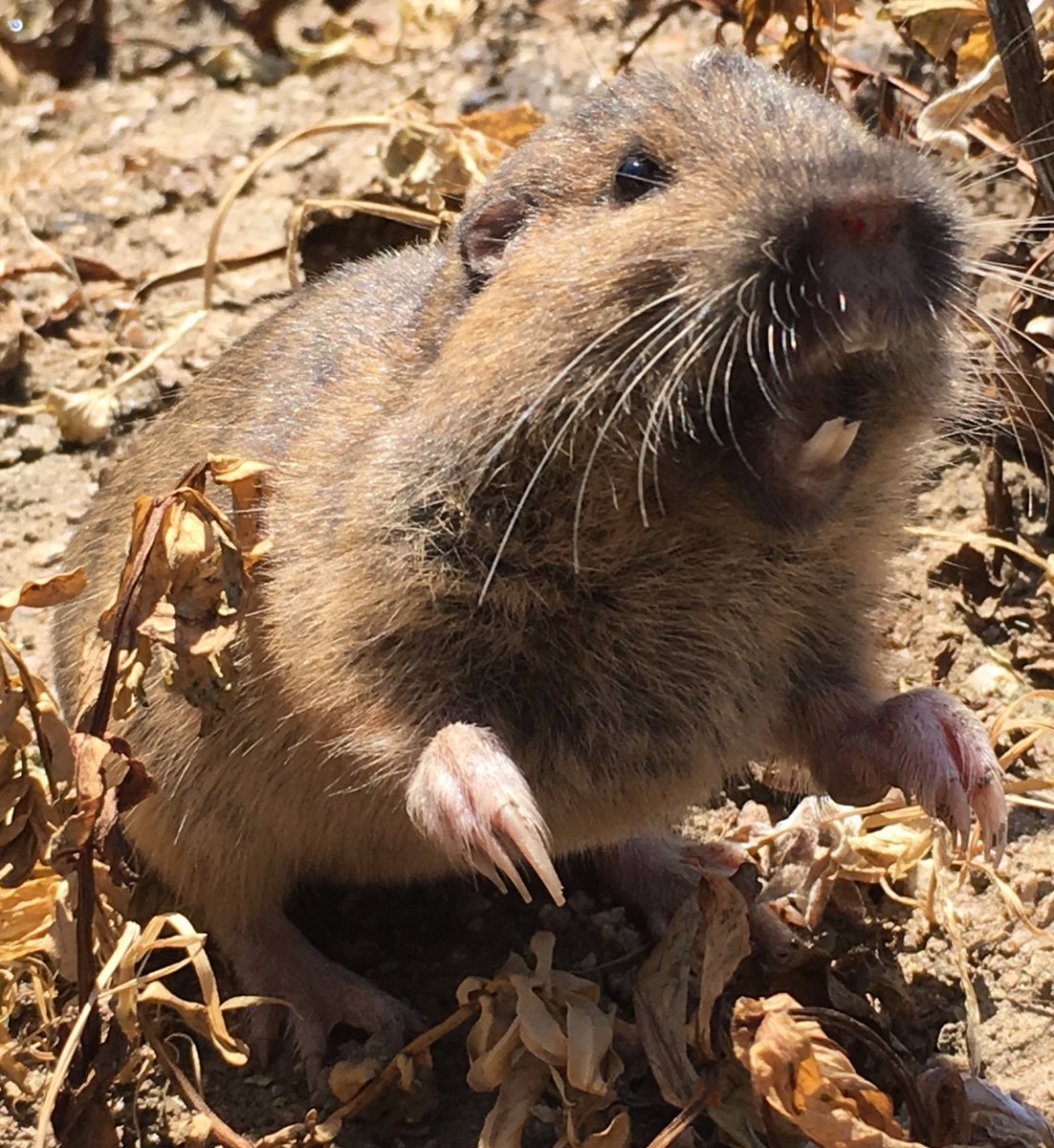 Землеройка слепыш