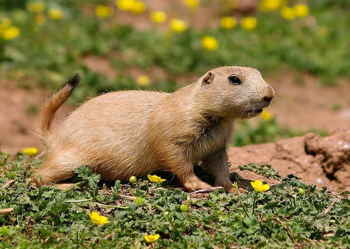 Чернохвостая Луговая собачка