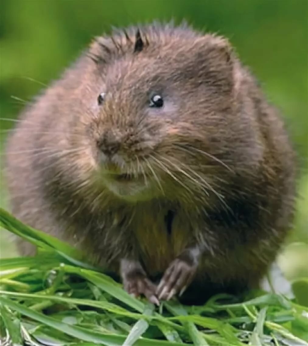 Водяная полёвка водяная крыса