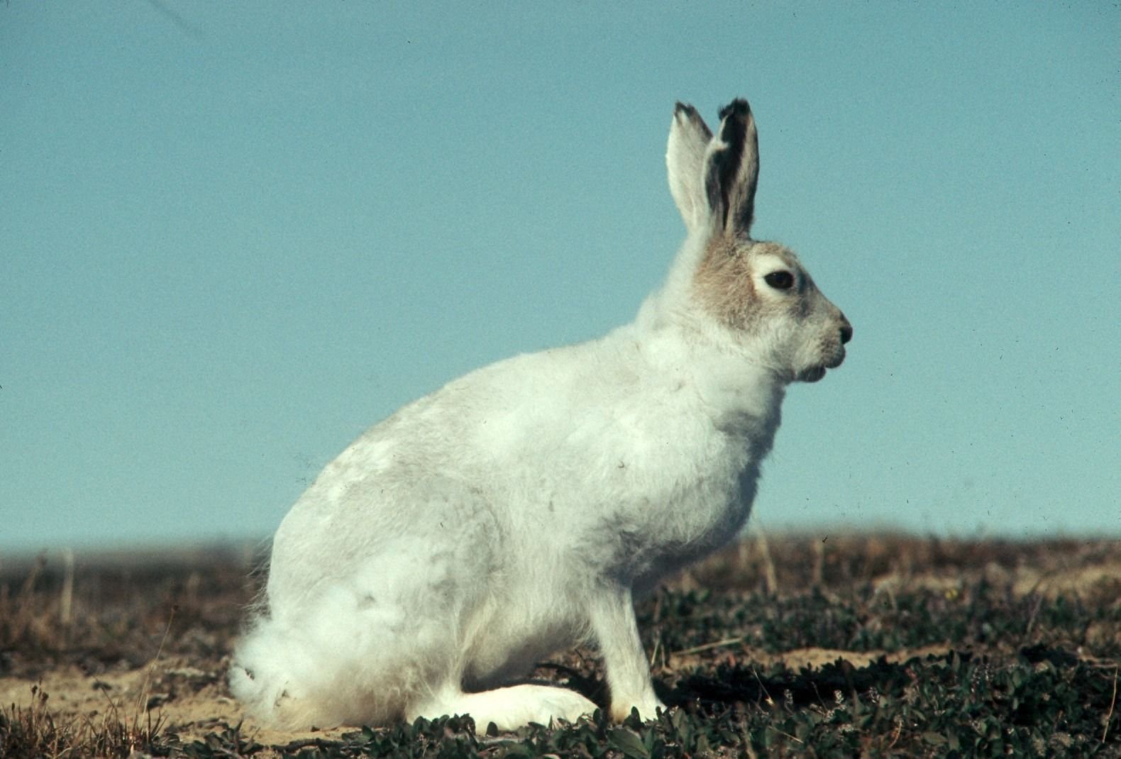 Какая шерсть у зайцев. Американский заяц Беляк. Арктический заяц Беляк. Заяц Беляк в тундре. Зайцеобразные заяц Беляк.