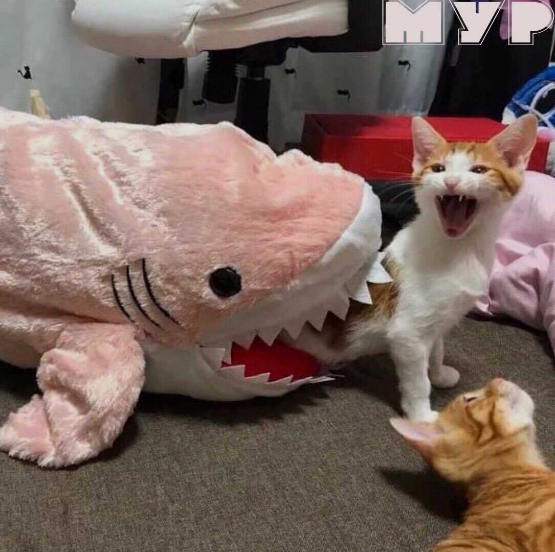 Селфи котов смешные