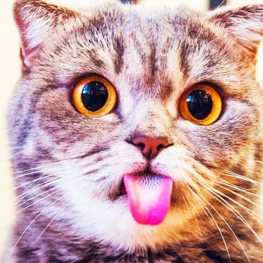 Смешной кот