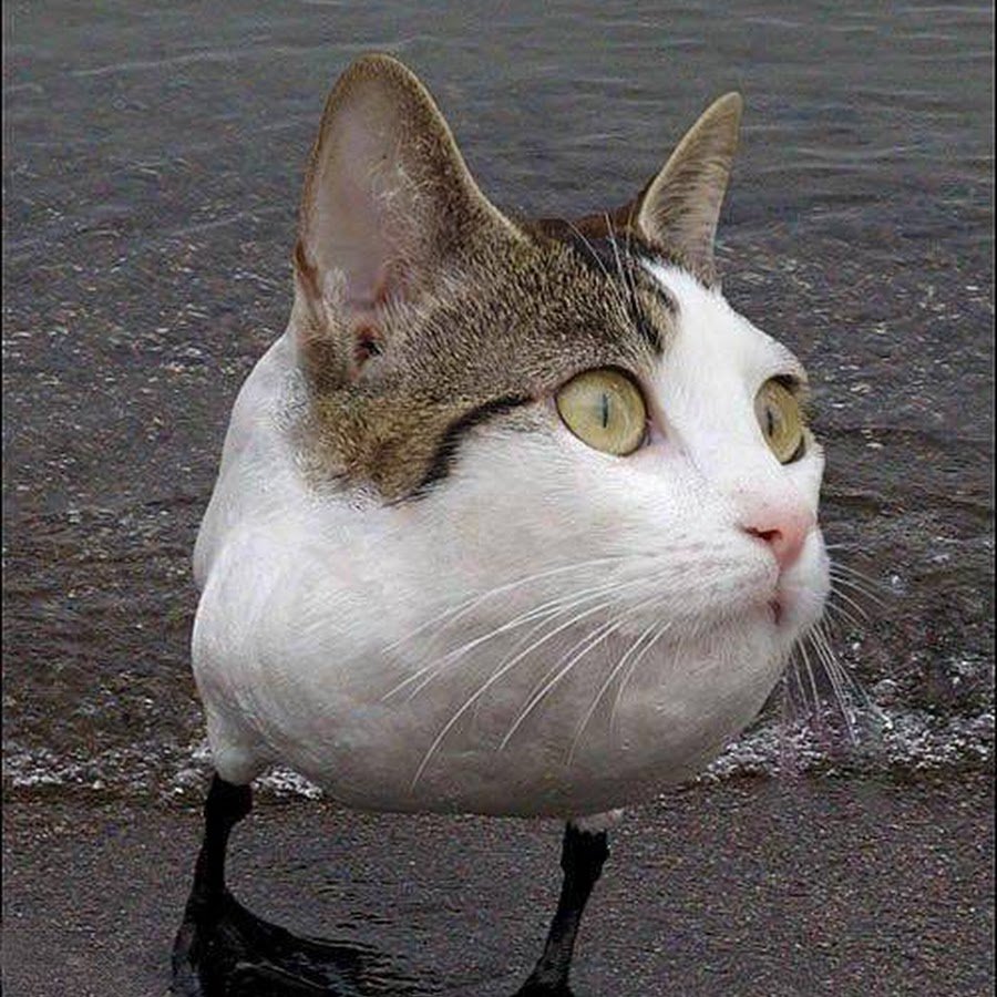 Кот интервью Мем